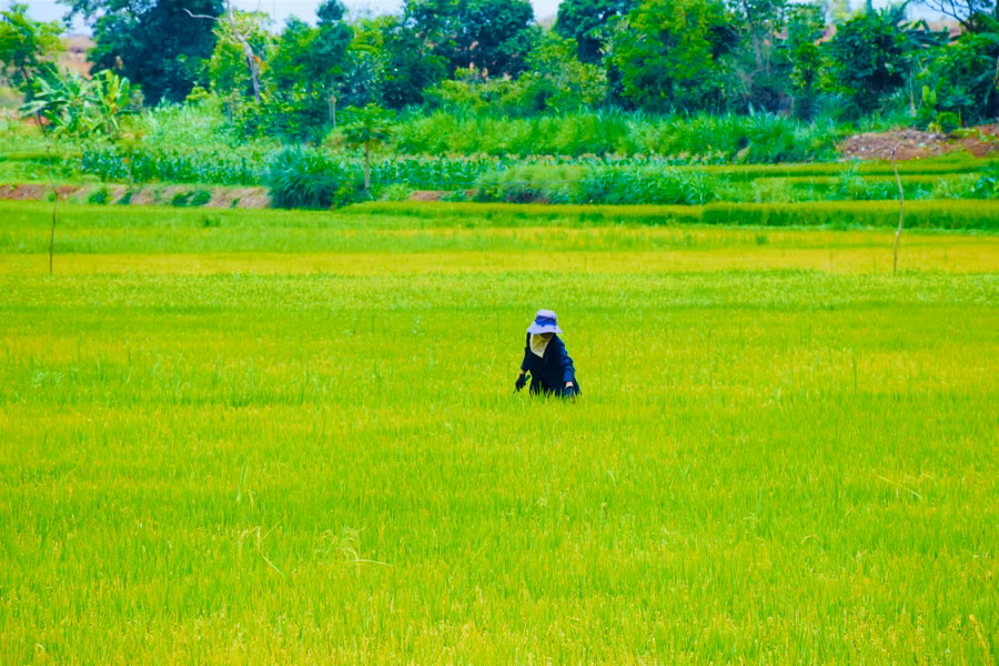 Cạnh dòng suối Ia Nil, cánh đồng Ia Go rộng hơn 40 ha trải dài ôm trọn ngôi làng Ốp (phường Hoa Lư).