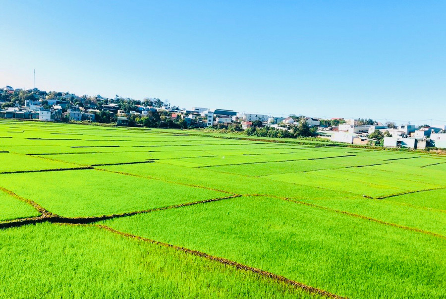 Cánh đồng tựa một tấm thảm khổng lồ được chắp nối bởi hàng trăm tấm thảm nhỏ.