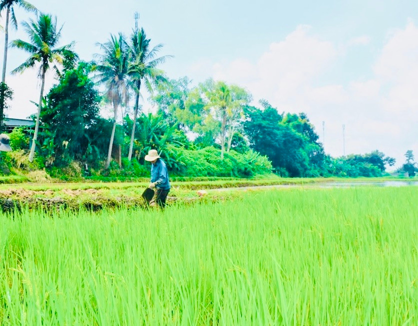 Cánh đồng Ia Tonh là nơi cư dân làng Ia Nueng (xã Biển Hồ) canh tác lúa. Cánh đồng được chia thành những ô nhỏ, bờ ruộng thẳng tắp được đắp cao để ngăn không cho nước chảy ra ngoài.