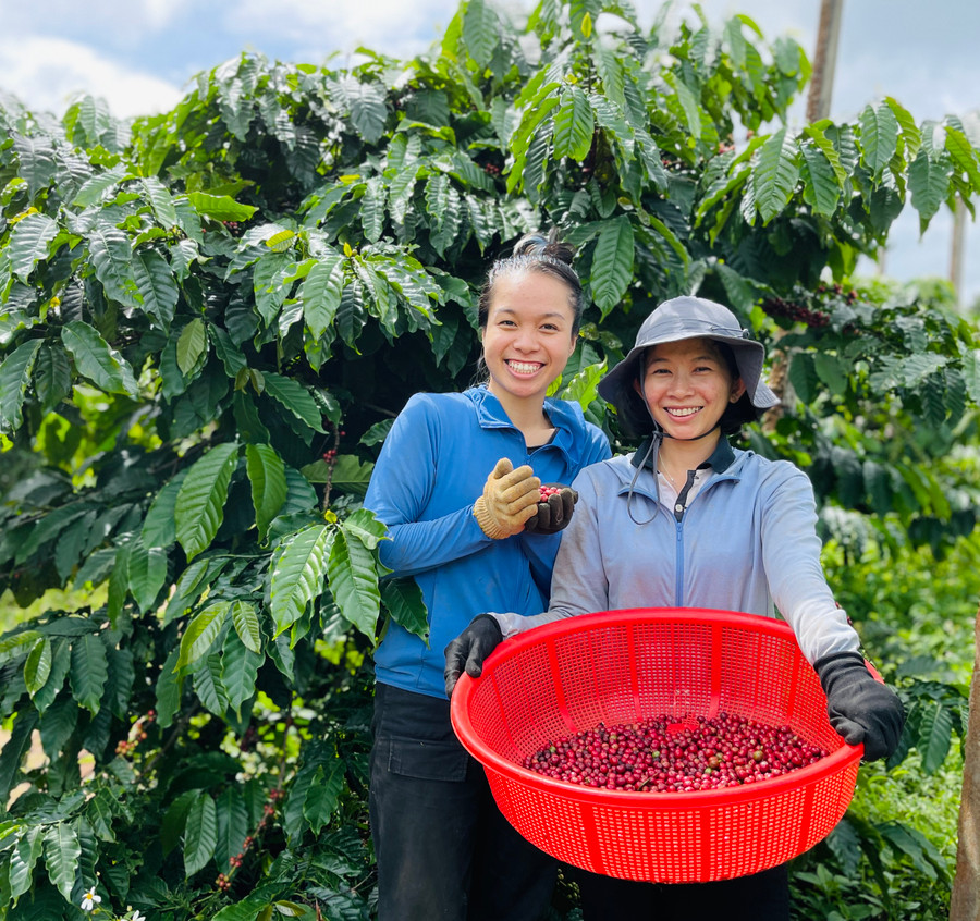 Bạn Võ Phương Thảo (áo xanh) đặc biệt yêu mến mảnh đất Pleiku qua chương trình tình nguyện viên nông nghiệp. Ảnh: Mai Ka Bạn Võ Phương Thảo (áo xanh) đặc biệt yêu mến mảnh đất Pleiku qua chương trình tình nguyện viên nông nghiệp. Ảnh: Mai Ka