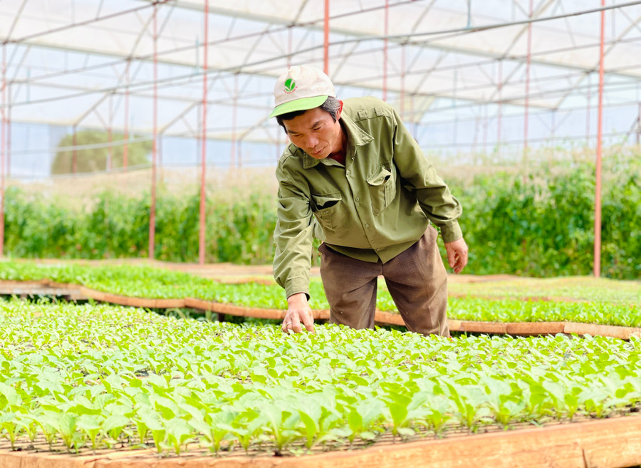 Sản xuất theo mô hình VietGAP giúp người dân nâng cao nhận thức về thực hành nông nghiệp sạch. Ảnh: Mai Ka Sản xuất theo mô hình VietGAP giúp người dân nâng cao nhận thức về thực hành nông nghiệp sạch. Ảnh: Mai Ka