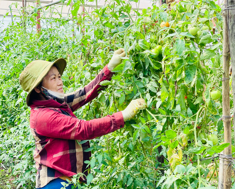 Câu lạc bộ giúp nông dân áp dụng tiến bộ khoa học công nghệ vào sản xuất mang lại hiệu quả kinh tế cao. Ảnh: Mai Ka Câu lạc bộ giúp nông dân áp dụng tiến bộ khoa học công nghệ vào sản xuất mang lại hiệu quả kinh tế cao. Ảnh: Mai Ka