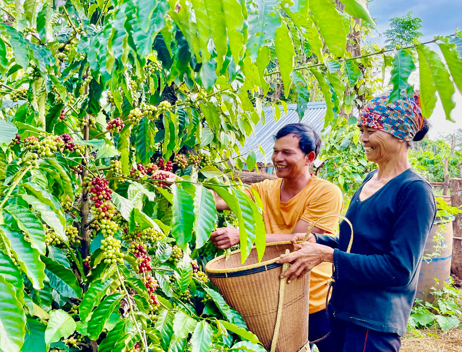 Tham gia vào Dự án là cơ hội tốt để thương hiệu cà phê Gia Lai vững vàng vươn ra thế giới. Ảnh: Trần Dung
