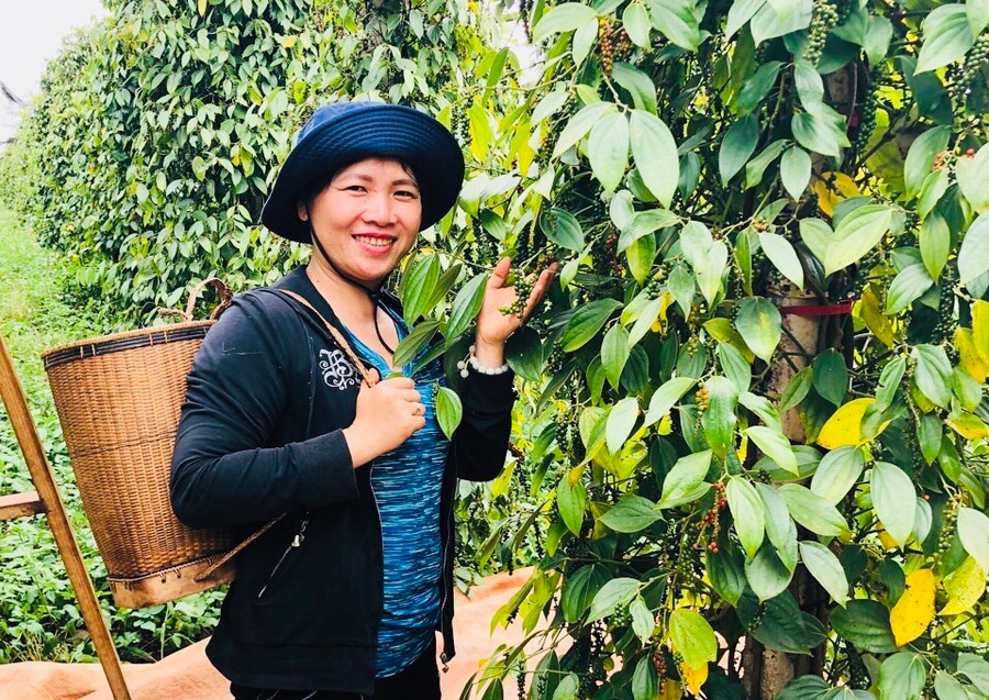 Sản phẩm hồ tiêu của HTX Nông nghiệp và dịch vụ Nam Yang (huyện Đak Đoa) sản xuất theo quy trình ứng dụng công nghệ cao. Ảnh: Mai Ka Sản phẩm hồ tiêu của HTX Nông nghiệp và dịch vụ Nam Yang (huyện Đak Đoa) sản xuất theo quy trình ứng dụng công nghệ cao. Ảnh: Mai Ka