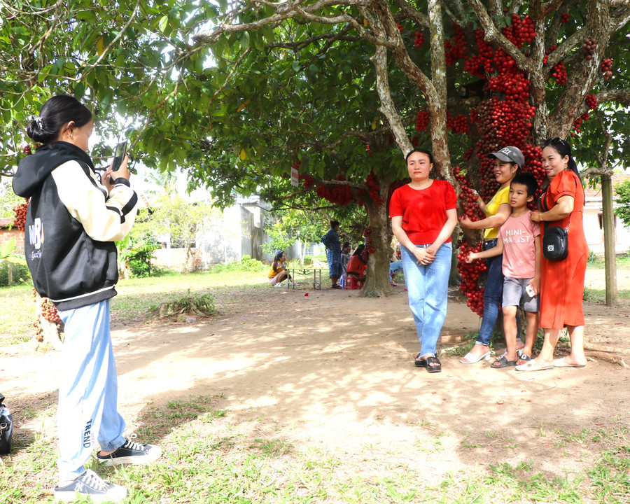 Khách du lịch lưu lại những bức hình đẹp trong vườn dâu da đỏ (thôn An Điền Bắc, xã Cửu An, thị xã An Khê). Ảnh: Ngọc Minh