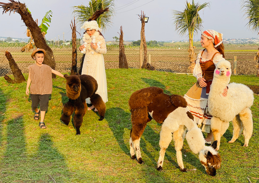 Lạc đà Alpaca thu hút giới trẻ tới tham quan, tìm hiểu và check-in. Ảnh: Mai Ka Lạc đà Alpaca thu hút giới trẻ tới tham quan, tìm hiểu và check-in. Ảnh: Mai Ka