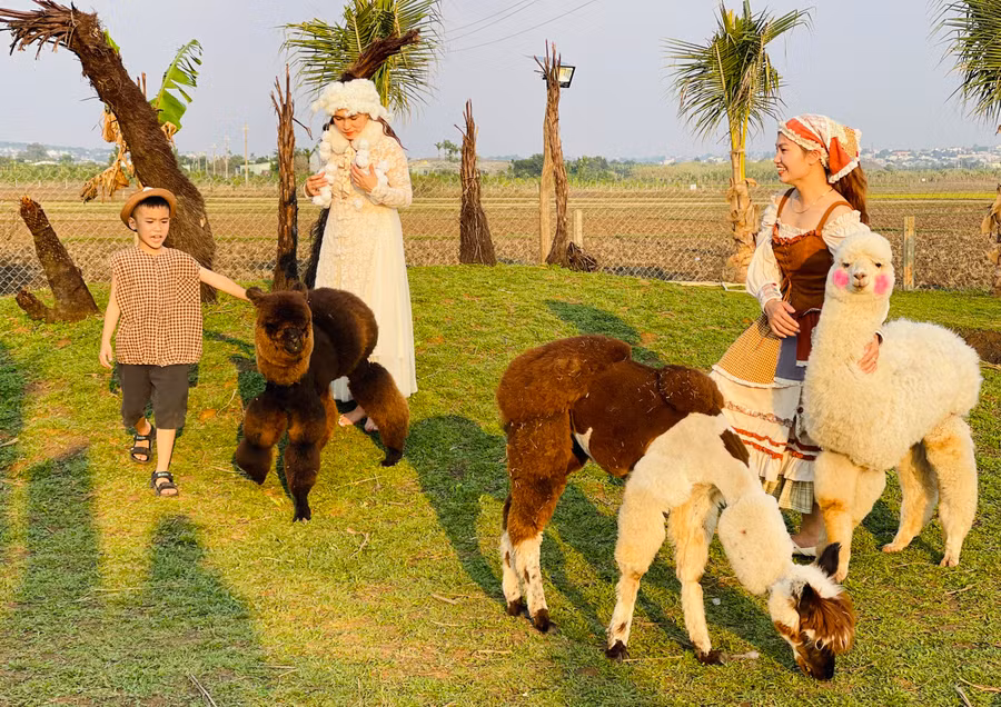 Lạc đà Alpaca thu hút giới trẻ tới tham quan, tìm hiểu và check-in. Ảnh: Mai Ka Lạc đà Alpaca thu hút giới trẻ tới tham quan, tìm hiểu và check-in. Ảnh: Mai Ka