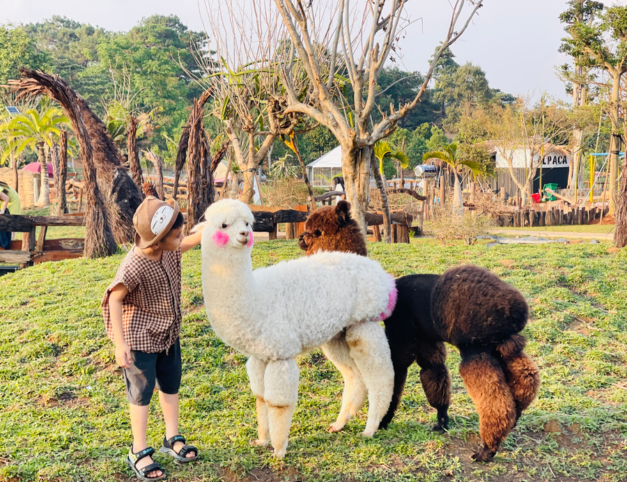 Trẻ em thích thú khi được tận tay sờ vào bộ lông mềm mịn của những con lạc đà Alpaca. Ảnh: Mai Ka Trẻ em thích thú khi được tận tay sờ vào bộ lông mềm mịn của những con lạc đà Alpaca. Ảnh: Mai Ka