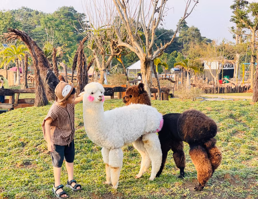 Trẻ em thích thú khi được tận tay sờ vào bộ lông mềm mịn của những con lạc đà Alpaca. Ảnh: Mai Ka Trẻ em thích thú khi được tận tay sờ vào bộ lông mềm mịn của những con lạc đà Alpaca. Ảnh: Mai Ka
