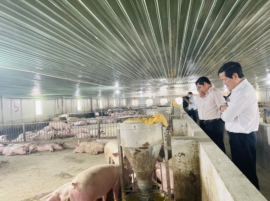 Trang trại chăn nuôi gia súc, gia cầm phát triển theo hướng ứng dụng tiến bộ kỹ thuật về giống, thức ăn, quy trình nuôi dưỡng. Ảnh: Trần Dung