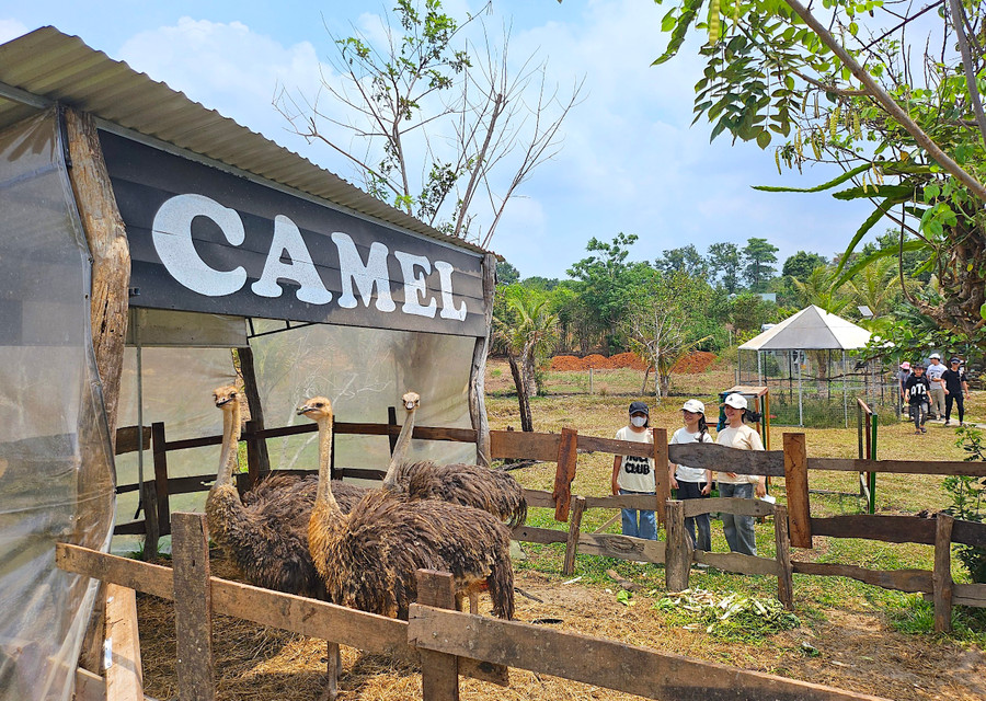 Những chú đà điểu đang trong quá trình thuần hóa để đưa vào phục vụ du khách. Ảnh: Mộc Trà