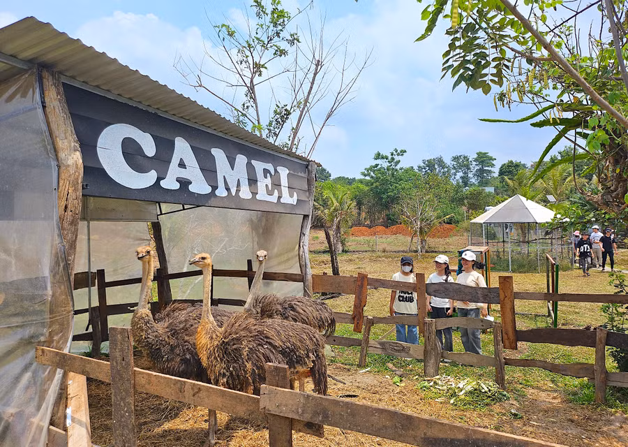 Những chú đà điểu đang trong quá trình thuần hóa để đưa vào phục vụ du khách. Ảnh: Mộc Trà