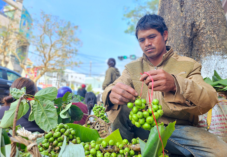 Anh Puih Uir (làng Blang 2, xã Ia Dêr, huyện Ia Grai) buộc quả sung thành chùm để bán. Ảnh: Mộc Trà