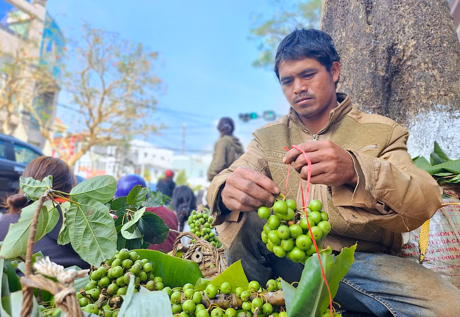 Anh Puih Uir (làng Blang 2, xã Ia Dêr, huyện Ia Grai) buộc quả sung thành chùm để bán. Ảnh: Mộc Trà
