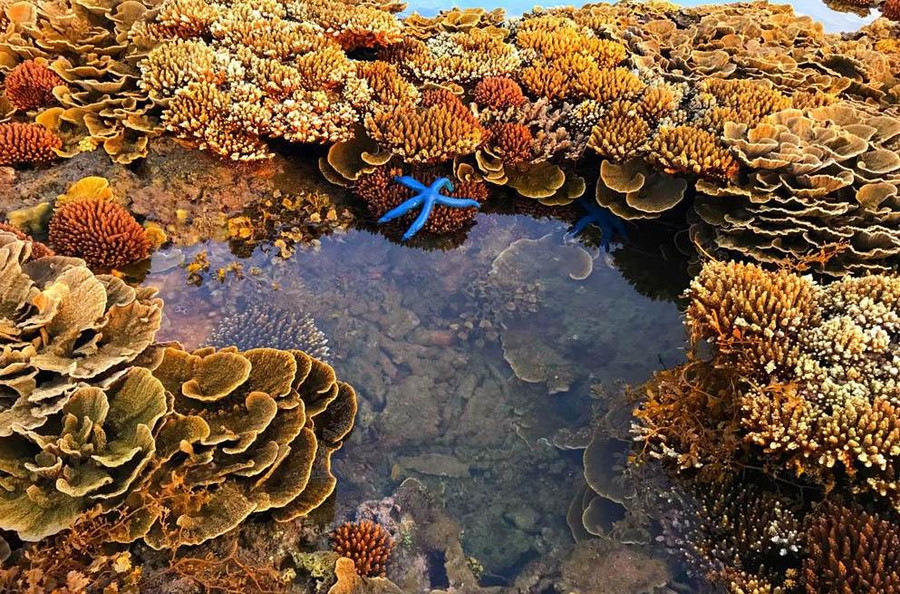 Cùng với đó là các loài sinh vật như sao biển, nhum, ốc… dễ dàng được nhìn thấy dưới làn nước trong vắt. Đây cũng là điều có sức hấp dẫn đối với tôi, hứa hẹn lần trở lại thắng cảnh này để thưởng lãm cảnh sắc nên thơ này. Ảnh: Báo Quảng Ngãi