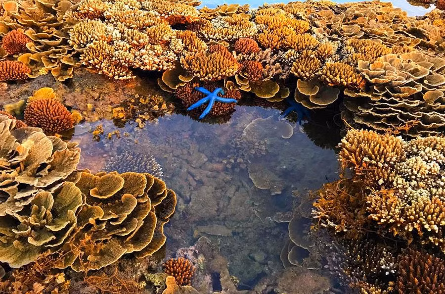 Cùng với đó là các loài sinh vật như sao biển, nhum, ốc… dễ dàng được nhìn thấy dưới làn nước trong vắt. Đây cũng là điều có sức hấp dẫn đối với tôi, hứa hẹn lần trở lại thắng cảnh này để thưởng lãm cảnh sắc nên thơ này. Ảnh: Báo Quảng Ngãi