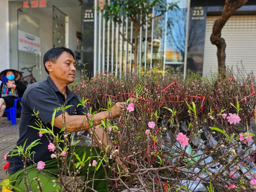 Đào sau khi nhập về được người bán định hình lại dáng và cột bì nước vào gốc giúp giữ độ tươi. Ảnh: Mộc Trà Đào sau khi nhập về được người bán định hình lại dáng và cột bì nước vào gốc giúp giữ độ tươi. Ảnh: Mộc Trà