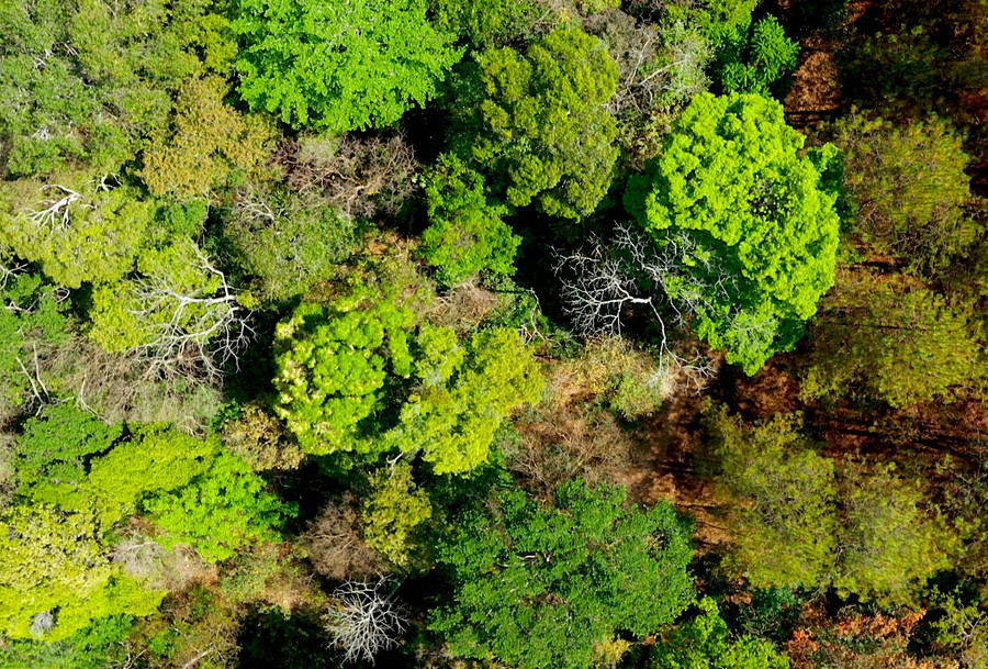 Dù thời gian lưu lại Vườn Quốc gia Kon Ka Kinh không nhiều, song trong mỗi chúng tôi đều đã có những trải nghiệm và cảm nhận thú vị cho riêng mình. Đây không chỉ là điểm đến hấp dẫn cho các chương trình học tập, nghiên cứu mà còn thật sự phù hợp cho những chuyến du lịch nghỉ dưỡng, tận hưởng không gian xanh mát, yên bình của rừng già. Ảnh: Đức Thụy