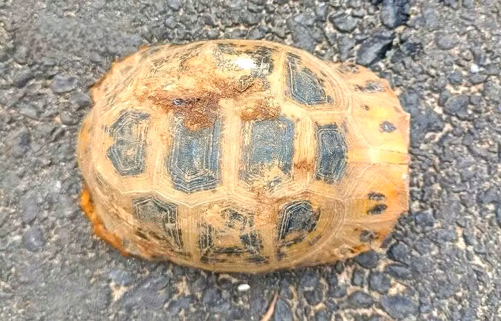 Rùa núi vàng nặng 0,4kg được người dân Hà Tĩnh phát hiện. Ảnh: VTC News.