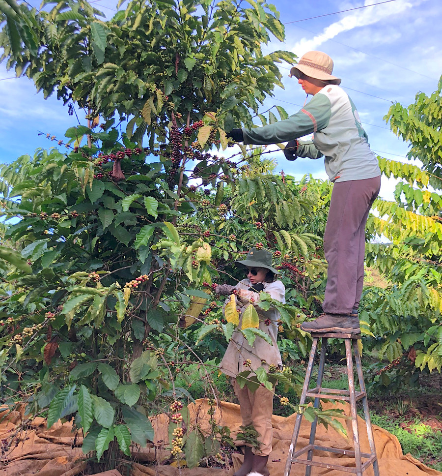 Các tình nguyện viên quốc tế đã có những trải nghiệm thú vị tại Moon’s Coffee Farm (số 1418 Trường Chinh, TP. Pleiku). Ảnh: ĐVCC