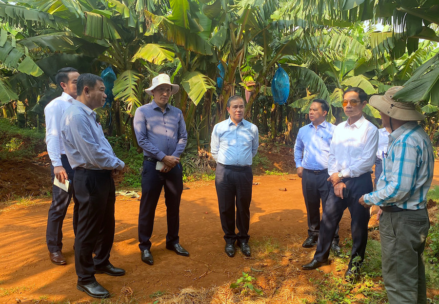 Đoàn Đại sứ quán Lào đến thăm quan vùng trồng chuối thuộc Tập đoàn Hoàng Anh Gia Lai. Ảnh: Mộc Trà
