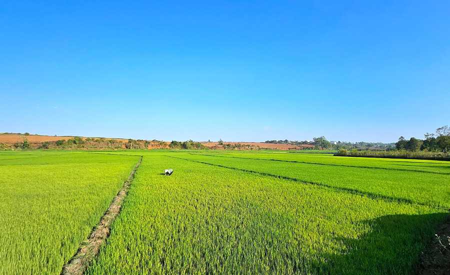 Trên những cánh đồng mùa xuân ở làng Ơp ảnh 1