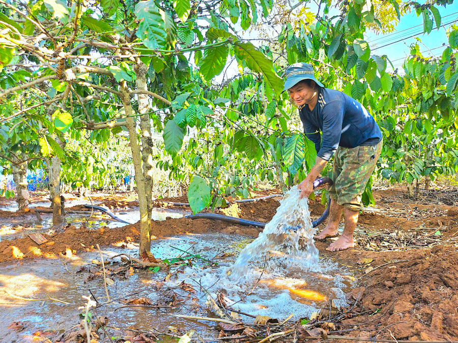 Ngoài lúa nước và rau màu, người dân làng Ơp còn trồng cà phê và hồ tiêu với tổng diện tích 27 ha. Như thường lệ, những ngày sau Tết, bà con trong làng lại hối hả vào mùa tưới cà phê để cây kịp bung hoa, đậu quả đúng vụ. Người đặt máy bơm, người kéo ống nước... tạo nên không khí lao động sản xuất rộn ràng khắp làng.