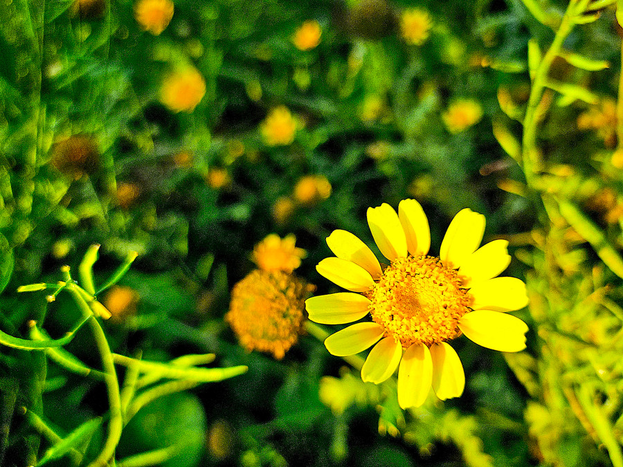 Điểm xuyết vào bức tranh nên thơ ấy là sắc vàng của hoa cải, hoa tần ô, sắc đỏ của bông dền… mà người dân nơi đây để dành gầy giống cho vụ tới.