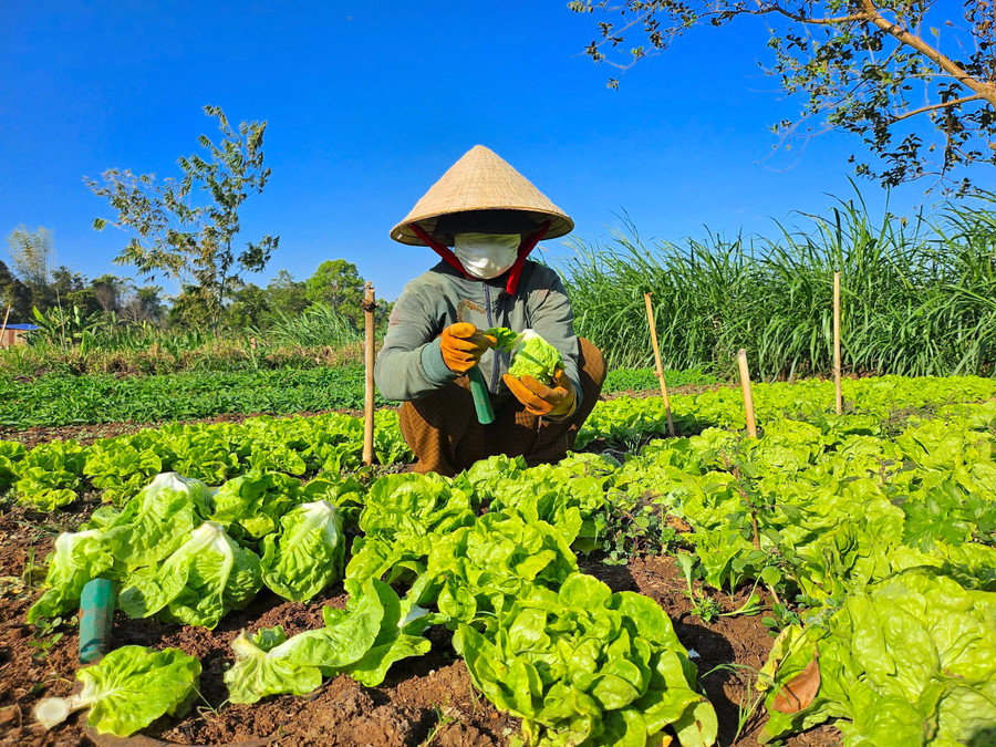 Cách đó không xa là không gian xanh mướt của những vườn rau thơm, xà lách, bắp cải… đang vươn mình dưới nắng xuân.