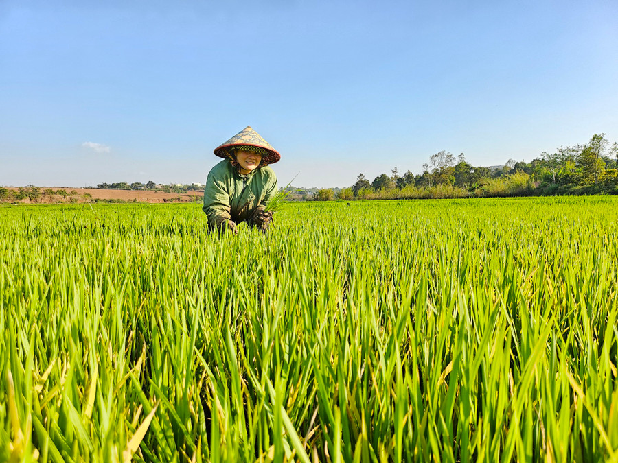 Trên cánh đồng lúa bạt ngàn phía cuối làng, chị H’Soen (34 tuổi) đang tỉ mẩn nhổ cỏ cho ruộng lúa vụ Đông Xuân. Sau 3 ngày Tết cho phép mình nghỉ ngơi, vui chơi bên gia đình và các con, từ sáng mùng 4 Tết đến nay, chị đã tranh thủ xuống đồng để chăm sóc cho diện tích lúa mới sạ. “Mới mấy ngày không ngó mà cỏ dại mọc nhiều lắm, phải nhổ sạch rồi bón phân thì lúa mới phát triển được. Thửa ruộng này mình được bố mẹ cho, mỗi năm chăm chỉ làm 2 vụ nên không lo thiếu gạo ăn”-chị H’Soen chia sẻ.