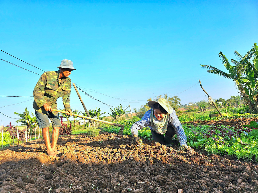 Song song với thu hoạch, người dân làng Ơp cũng bắt đầu xới đất, vun luống để chuẩn bị sản xuất vựa rau tiếp theo. Việc trồng rau được bà con duy trì gối đầu quanh năm và là một nghề đem lại thu nhập ổn định cho các gia đình.
