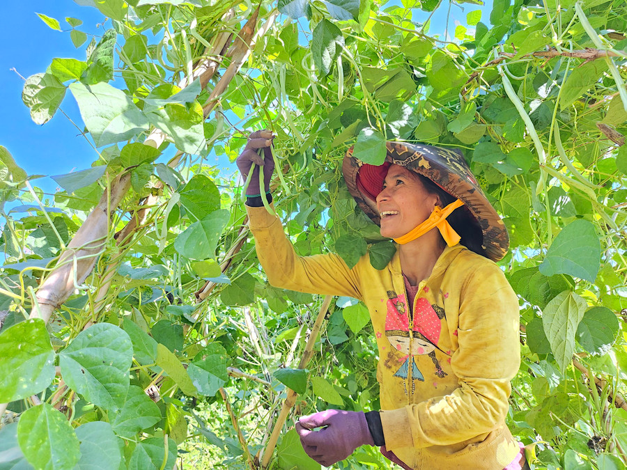 Để kịp sáng hôm sau mang ra chợ bán, chị H’Hip mang gùi ra vườn thu hoạch đậu cô ve. Chị cho hay, vườn đậu cô ve này được gia đình xuống giống từ tháng 10 âm lịch cùng một số loại rau thơm để cung ứng cho thị trường dịp Tết. Đến nay, đậu cô ve vẫn còn cho trái nên chị tranh thủ thu hoạch để bán. “Vì hướng đến phương pháp trồng rau sạch, không sử dụng nhiều thuốc bảo vệ thực vật nên rau quả của mình được nhiều người ủng hộ lắm”-chị H’Hip cười tươi khoe.