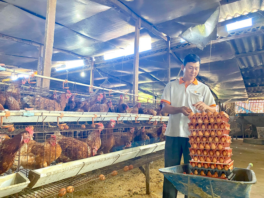 Thịt, trứng gia cầm và các sản phẩm từ chăn nuôi gia cầm là một trong những sản phẩm chủ lực của tỉnh. Ảnh: Mộc Trà Thịt, trứng gia cầm và các sản phẩm từ chăn nuôi gia cầm là một trong những sản phẩm chủ lực của tỉnh. Ảnh: Mộc Trà