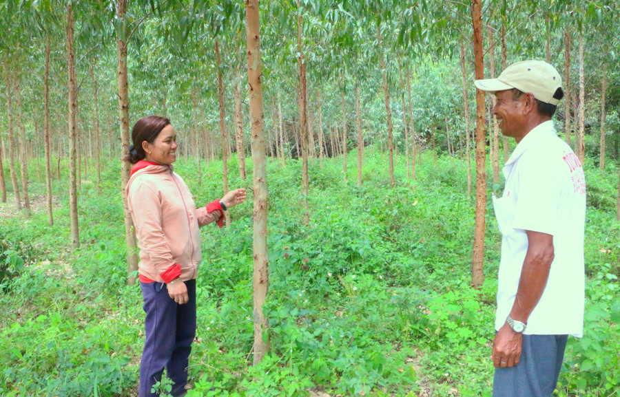 Sở Nông nghiệp và PTNT cần phối hợp rà soát khoanh vùng vị trí, diện tích đất quy hoạch lâm nghiệp trên địa bàn tỉnh Gia Lai. Ảnh: M.T