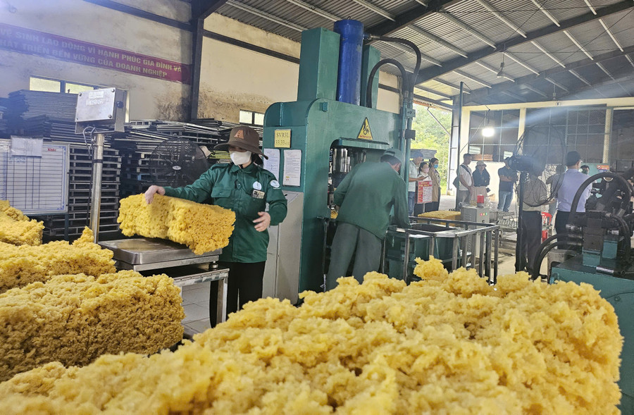 Kim ngạch xuất khẩu cao su 7 tháng đầu năm tăng 5,9%. Ảnh: Mộc Trà Kim ngạch xuất khẩu cao su 7 tháng đầu năm tăng 5,9%. Ảnh: Mộc Trà