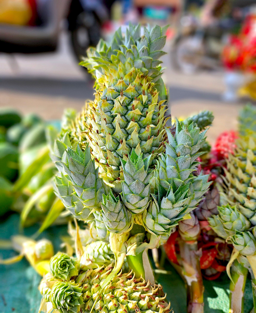 Những quả dứa phụng xanh, đỏ với nhiều nhánh lộc bao quanh đẹp mắt. Ảnh: Mộc Trà