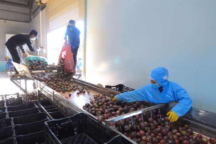 Toàn tỉnh hiện có trên 8.800 doanh nghiệp đang hoạt động. Ảnh: Mộc Trà