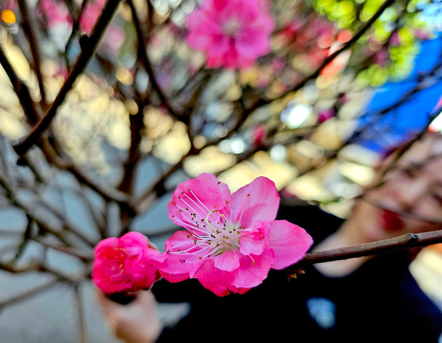 Tính thẩm mỹ, sự tiện dụng cộng với giá thành không quá cao là lý do khiến đào cành mini trở nên “hot” trong vài mùa Tết gần đây. Ảnh: Mộc Trà Tính thẩm mỹ, sự tiện dụng cộng với giá thành không quá cao là lý do khiến đào cành mini trở nên “hot” trong vài mùa Tết gần đây. Ảnh: Mộc Trà