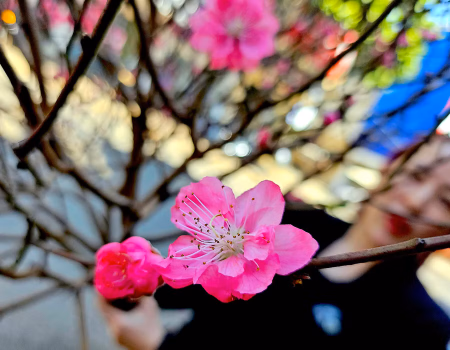 Tính thẩm mỹ, sự tiện dụng cộng với giá thành không quá cao là lý do khiến đào cành mini trở nên “hot” trong vài mùa Tết gần đây. Ảnh: Mộc Trà