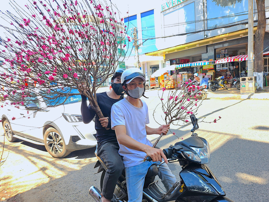 Những cành đào mini với sắc hồng tươi thắm được nhiều người chọn mua bởi sự nhỏ gọn và giá thành hợp lý. Ảnh: Mộc Trà Những cành đào mini với sắc hồng tươi thắm được nhiều người chọn mua bởi sự nhỏ gọn và giá thành hợp lý. Ảnh: Mộc Trà