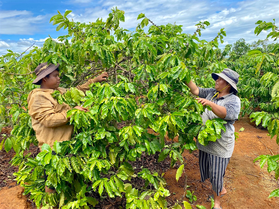 Nhiều hộ nghèo, cận nghèo trong tỉnh có điều kiện vươn lên nhờ tiếp cận vốn vay từ Ngân hàng CSXH. Ảnh: Mộc Trà