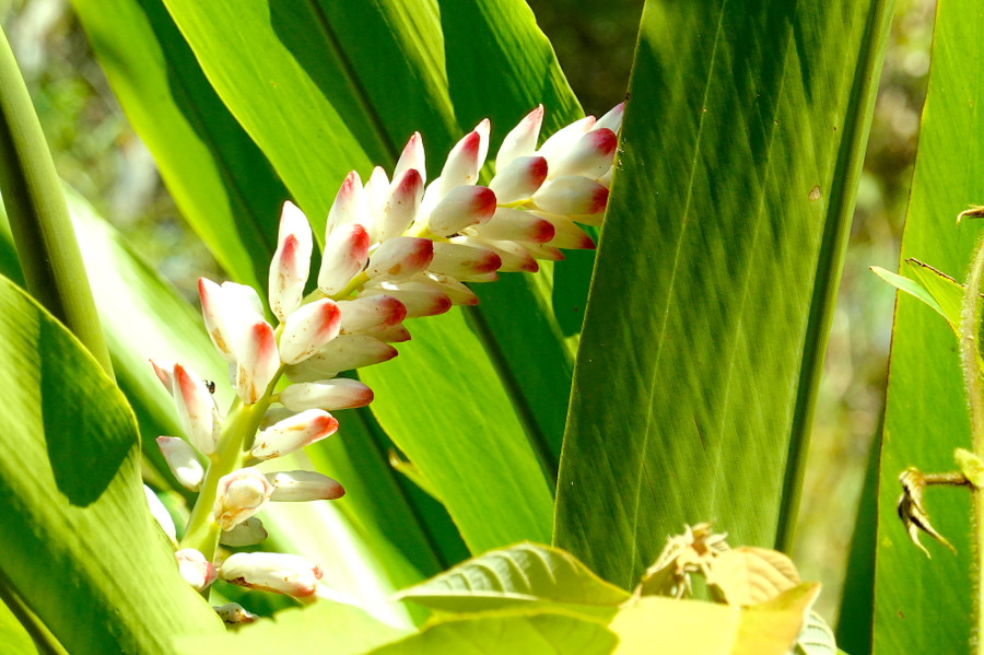 Bên cạnh sắc xanh lá chủ đạo, bức tranh thiên nhiên ở Vườn Quốc gia Kon Ka Kinh mùa này còn được điểm xuyết bởi sắc vàng cam, tím, hồng, đỏ, trắng... của một số loại hoa rừng và cây rừng đang đâm chồi nảy lộc. Ảnh: Mộc Trà