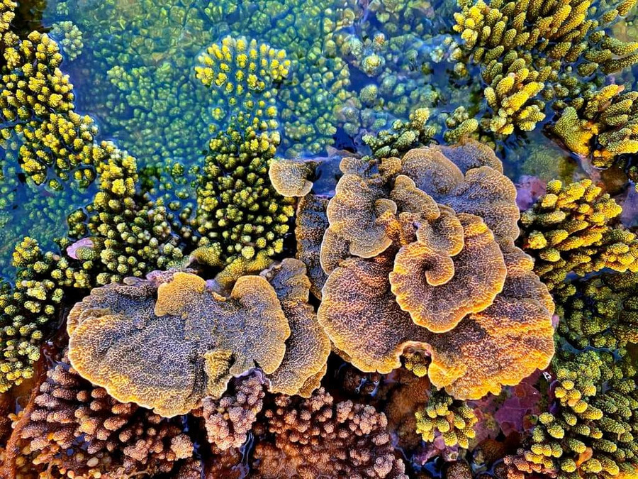 Đặc biệt, cư dân địa phương còn tiết lộ, điểm thu hút nhất của Gành Yến chính là du khách có thể ngắm những rạn san hô lộ thiên tuyệt đẹp với đủ hình thù, màu sắc trải rộng trên mặt biển khi thủy triều rút vào thời điểm đầu hoặc giữa tháng, bắt đầu từ tháng 4 và kéo dài đến hết tháng 7 âm lịch. Ảnh: Báo Quảng Ngãi