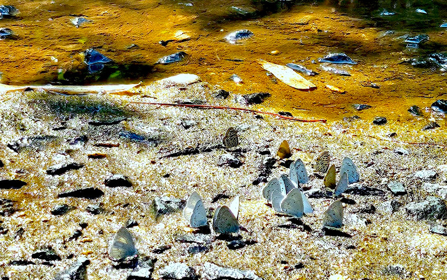 Bên cạnh những vũng nước trong rừng, nhiều chú bướm nhỏ với màu xám xanh lạ mắt khẽ “dừng chân”, góp phần tạo niềm thích thú cho khách lữ hành. Ảnh: Mộc Trà