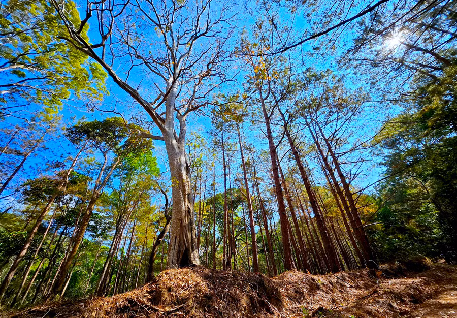 Ảnh: Mộc Trà Ảnh: Mộc Trà