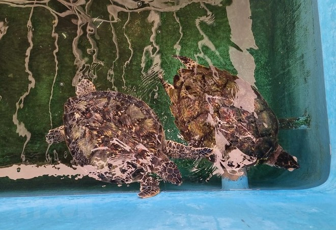 Khu vực cứu hộ, bảo tồn rùa biển thuộc Khu Dự trữ Sinh quyển thế giới Núi Chúa. Ảnh: Nguyễn Thành/Nguồn: TTXVN Khu vực cứu hộ, bảo tồn rùa biển thuộc Khu Dự trữ Sinh quyển thế giới Núi Chúa. Ảnh: Nguyễn Thành/Nguồn: TTXVN