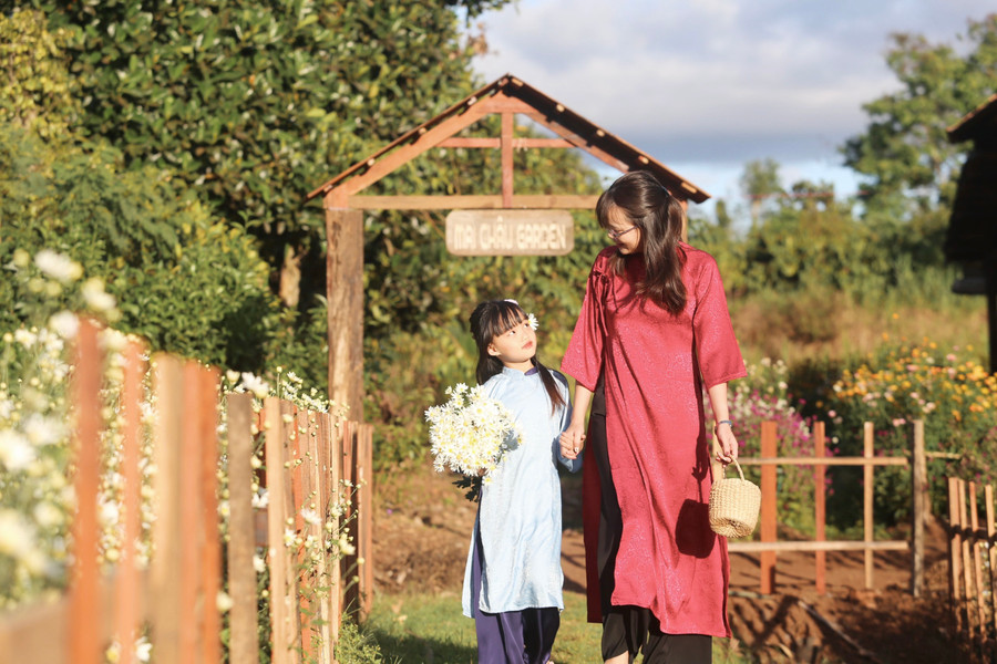 Theo lời chủ vườn Lê Văn Thiết, loài hoa chỉ có ở vùng đồng bằng Bắc Bộ nay đã bén duyên với đất Pleiku. Khí hậu mát mẻ, hơi se lạnh của phố núi Pleiku khá phù hợp với cúc họa mi. Theo lời chủ vườn Lê Văn Thiết, loài hoa chỉ có ở vùng đồng bằng Bắc Bộ nay đã bén duyên với đất Pleiku. Khí hậu mát mẻ, hơi se lạnh của phố núi Pleiku khá phù hợp với cúc họa mi.