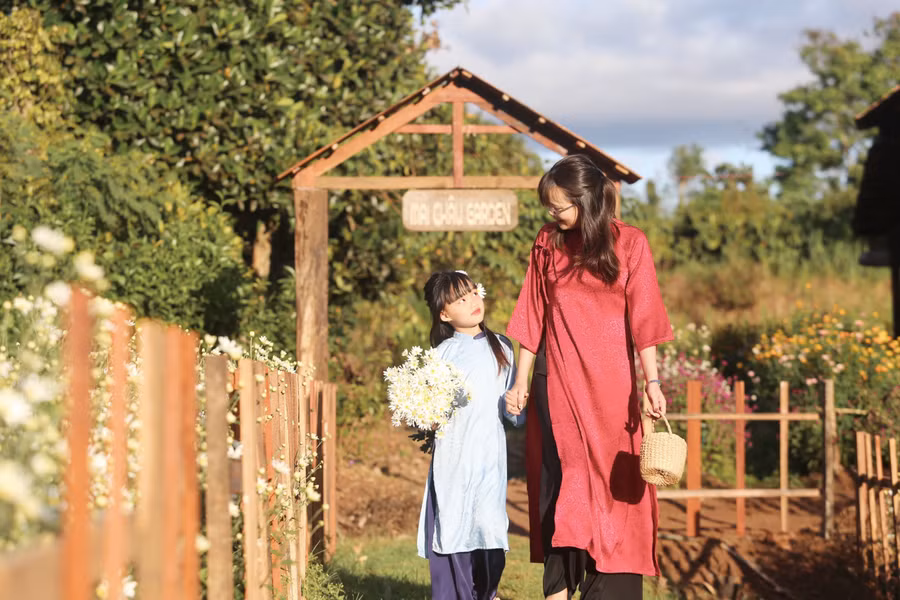 Theo lời chủ vườn Lê Văn Thiết, loài hoa chỉ có ở vùng đồng bằng Bắc Bộ nay đã bén duyên với đất Pleiku. Khí hậu mát mẻ, hơi se lạnh của phố núi Pleiku khá phù hợp với cúc họa mi.