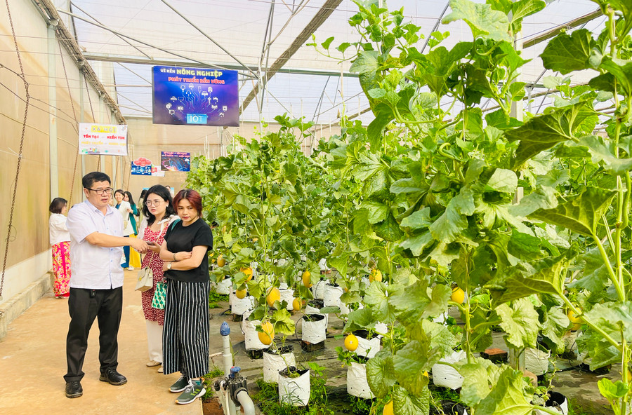 Mô hình ứng dụng công nghệ cao tự động trong tưới tiêu, bón phân, điều chỉnh độ ẩm, nhiệt độ, ánh sáng... Ảnh: Mai Ka