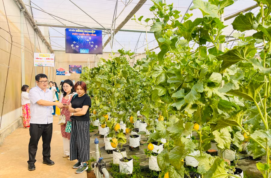 Mô hình ứng dụng công nghệ cao tự động trong tưới tiêu, bón phân, điều chỉnh độ ẩm, nhiệt độ, ánh sáng... Ảnh: Mai Ka